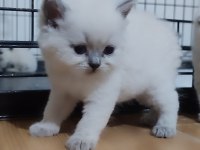Safkan British Shorthair Bebeklerim Hazır