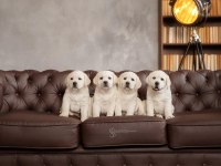 Şampanya labrador retriever yavruları