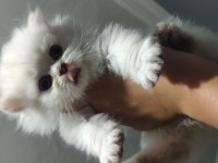 Scottish fold ve scottish longhair bebişlerimiz
