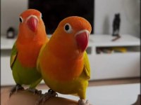 Sarı Kırmızı Eş Cennet Papağanı