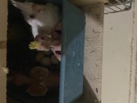 Üretimden albino, Lutino yavru sultan papağanları