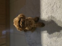 Teacup Poodle Kızımız