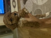 Sağlıklı ve Neşeli Cins Yavru Köpekler