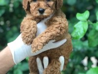 A KALİTE POODLE AYARINDA MALTİPOO BEBEK