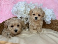 F2 Maltipoo Yavruları 
