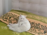 British shorthair kedimiz 1,5 yaşında