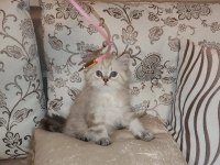 British Blue Point Yavrular