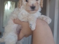 Çeşit Çeşit Maltipoo