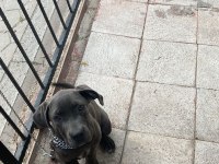 Cane corso blue renk bir dişi ve bir erkek