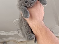 Safkan Scottish fold yavrularımız