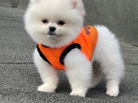 Pomeranian Boo Erkek Yavrumuz