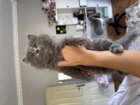 British longhair 2 buçuk aylık