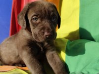 SİYAH VE ÇİKOLATA RENK ORJİNAL LABRADOR YAVRULAR