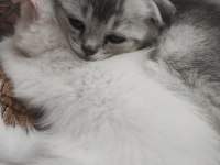 50 günlük scottish fold yavrular