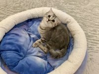Güzel British Shorthair Kızımız Sahiplendirilecek