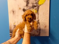 TÜY DÖKMEYEN MUHTEŞEM MALTİPOO BEBEKLER