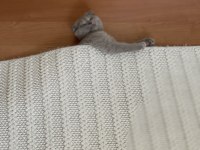 Sevimli, Oyuncu Dişi Kedimiz LATTE 3 Aylık