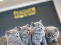 KEDİCİDEN RENK RENK BRITISH SHORTHAIR YAVRULARI ANKARA