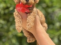 Toy poodle yavrumuz