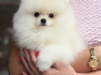 ÜST DÜZEY BİBLO ERKEK POMERANİAN BOO