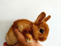 Caramel Hollanda Cücesi Tavşan - Netherland Dwarf