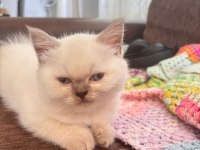 Çikolata Point British Longhair