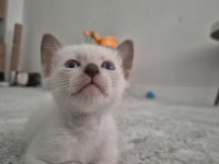 Safkan Siyam Kedisi Yavrular