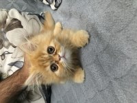 British longhair bebekler