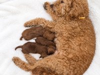 15 günlük anne altından poodle