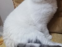 Cins exotic shorthair kedisi