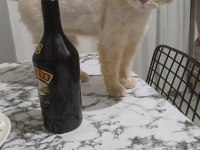 Dünya tatlısı scottish fold