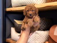 Mersin Toy Poodle Orjinal Köpeğimiz