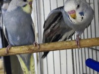 Yavru konuşturma ele alışmalık ev üretimi rainbow muhabbet