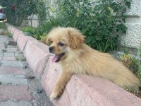 Pekinez yavrusu köpeğim