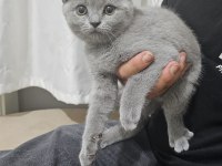Çok acil 65 günlük safkan scottish fold dişi