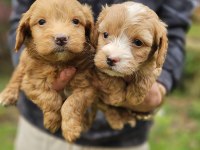Irk garantili maltipoo yavrularımız hazır