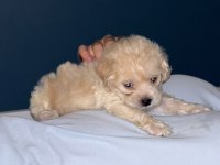 2 aylık toy poodle