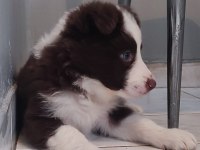 Sağlıklı safkan border collie yavrular