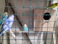 TAKASA AÇIK YUMURTALI HAZIR MUHABBET KUŞU TAKIMLAR