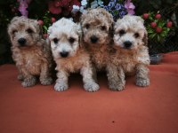 MALTİPOO KÖPEKLER