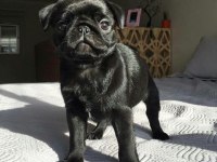 Sağlık ve ırk garantili pug bebeklerimiz