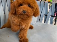 RED BROWN GARANTİLİ TOY POODLE