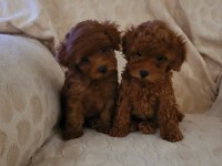 RED BROWN KORE TOY POODLE DİŞİ