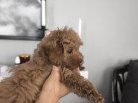 2 aylık toy poodle