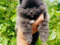 Siyah pomeranian yavrularımız