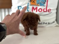 4 aylık micro tea cup kore poodle 500 gr