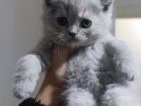 British shorthair ve scottish fold yavrularımız
