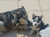 A KALİTE MASKELİ MAVİ GÖZLÜ DİŞİ YAVRU HUSKY
