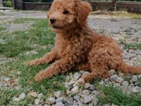 3 Aylık Erkek Poodle Yavru bakımlı ve tuvalet eğitimli