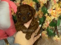 KORE POODLE KÖPEĞİ